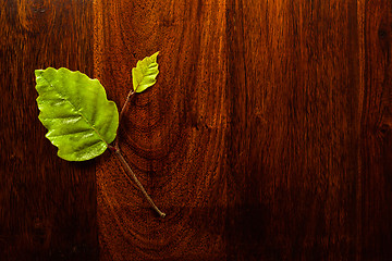 Image showing Leaf on wood