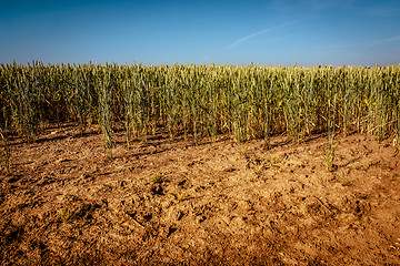 Image showing Dry wheat field