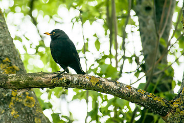 Image showing Blackbird in a tree