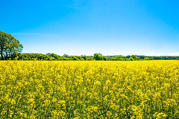 Image showing Rapeseed field