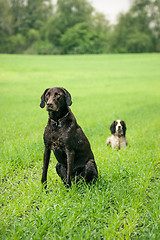 Image showing Two dogs