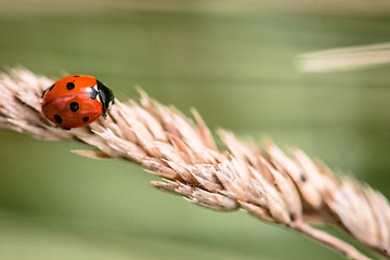 Image showing Cute ladybug