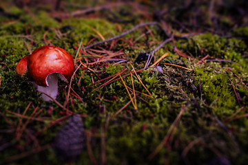 Image showing Red fungus