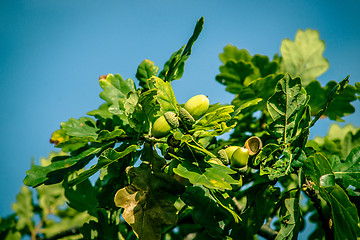Image showing Acorn ripe