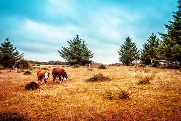 Image showing Hereford cattle