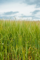 Image showing Crops on a field