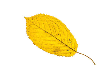 Image showing Autumn leaf