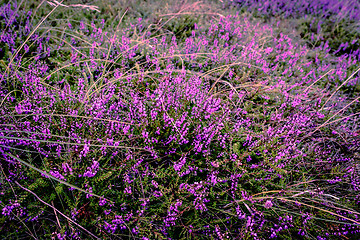 Image showing Purple heather