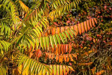 Image showing Autumn leaf