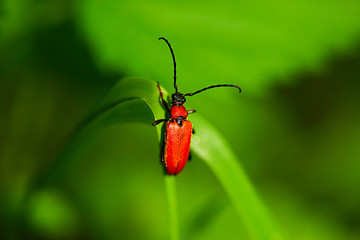 Image showing Rhagonycha Fulva