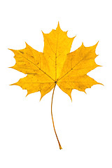 Image showing Autumn leaf