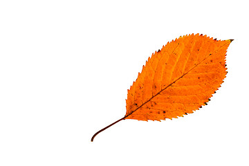 Image showing Autumn leaf