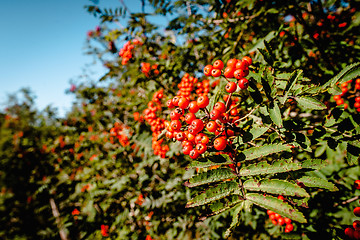 Image showing Pyracantha coccinea