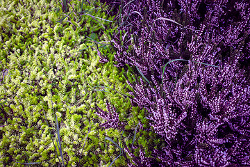 Image showing Purple heather