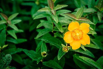 Image showing Yellow flower