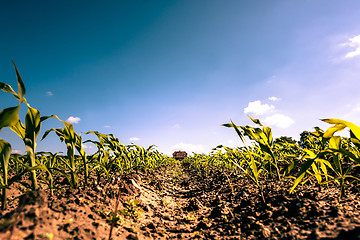 Image showing Countryside field crops