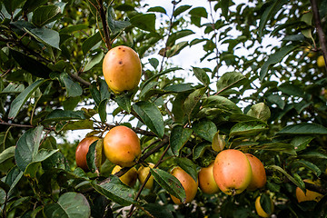 Image showing Autumn apples