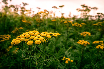 Image showing Tanacetum vulgare