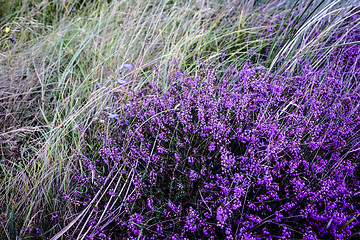 Image showing Purple heather