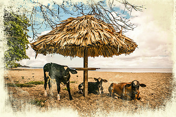 Image showing Cows on vacation