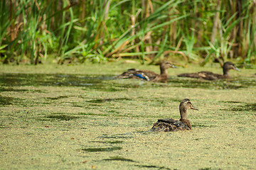 Image showing Lake with ducks