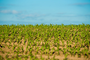Image showing Crops field