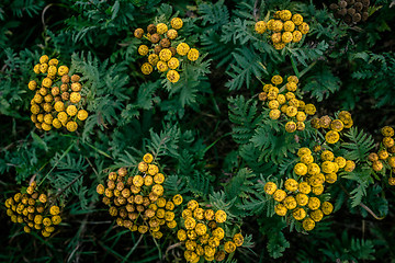 Image showing Tanacetum vulgare