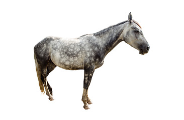 Image showing Grey horse isolated