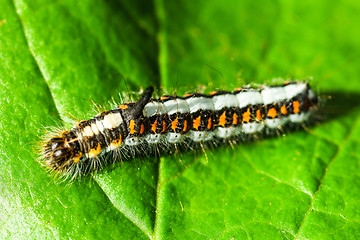 Image showing Acronicta Psi