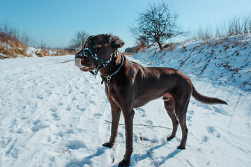 Image showing Winter dog