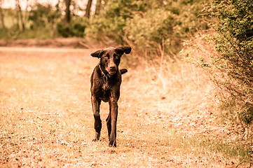 Image showing Running dog