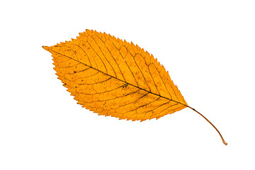 Image showing Autumn leaf