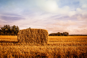 Image showing Harvested straw bale