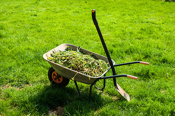 Image showing Wheelbarrow on lawn