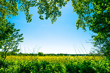 Image showing Rapeseed field