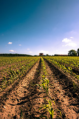 Image showing Countryside field crops