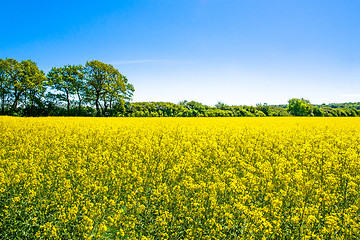 Image showing Rapeseed field