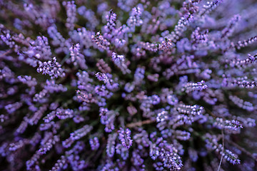 Image showing Purple heather