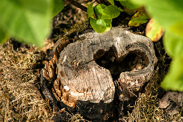 Image showing Heart in wood