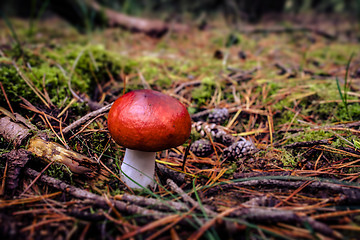 Image showing Red fungus