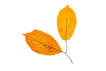 Image showing Autumn leafs