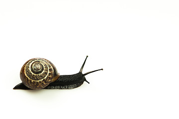 Image showing Snail on white