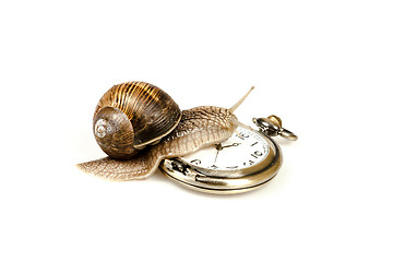 Image showing Escargot beating time