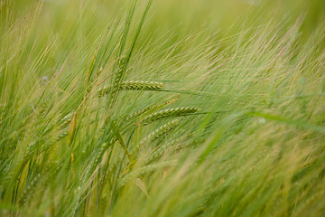 Image showing Crops on a field