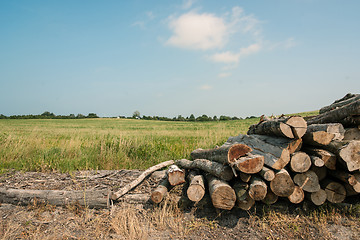 Image showing Pile of wood