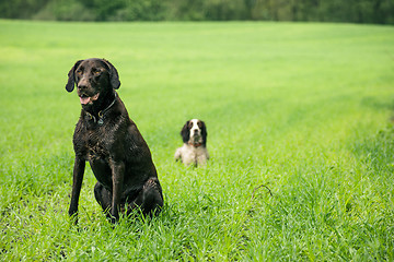 Image showing Two dogs