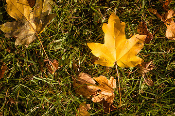 Image showing Autumn leaf