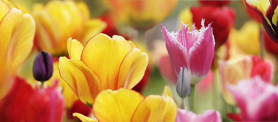 Image showing tulips in bloom