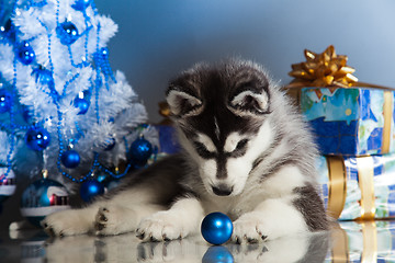 Image showing cute husky puppy