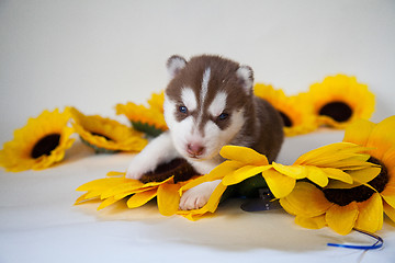 Image showing newborn puppy